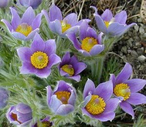 pulsatilla